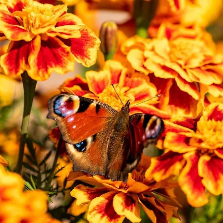 Drevenice Liptov - & Hiking * Lazisko